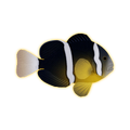 Clark's Anemonefish - 550