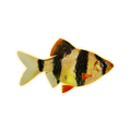 Tiger Barb Fish - 500