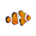 Clownfish -700