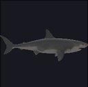 Sharks | Arcane Odyssey Wiki | Fandom