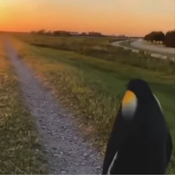 Roblox Bear Wiki Maps