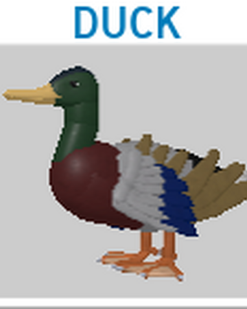 Duck Roblox Feather Family Wiki Fandom