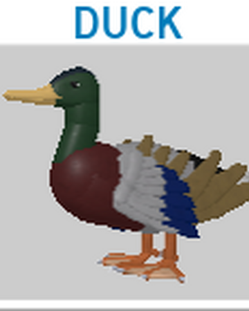 Duck Roblox Feather Family Wiki Fandom - png images for roblox duck