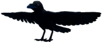 RavenAdult