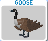 roblox wild swan animals birds feather family Ã‘ÂÃÂ¼ÃÂ¾Ã‘â€šÃ‘â‚¬ÃÂµÃ‘â€šÃ‘Å’