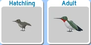Hummingbird in the age selection menu.