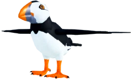 Adult