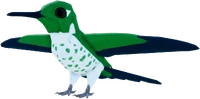 HummingbirdFemaleRACKETTAIL