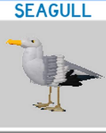 Seagull Roblox Feather Family Wiki Fandom - roblox feather family cockatrice