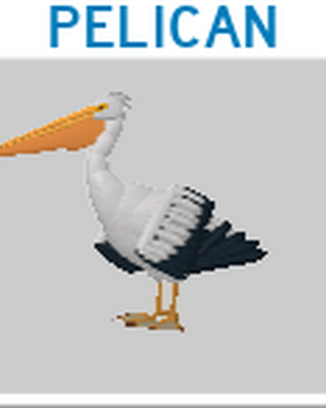 Pelican Roblox Feather Family Wiki Fandom - feather family roblox pelagornis