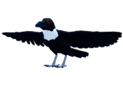 RavenAdultRPRWhiteNecked