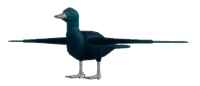 DuckAdultMALLARDCAYUGA