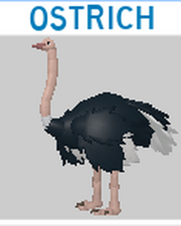 Ostrich Roblox Feather Family Wiki Fandom - secretary bird roblox feather family