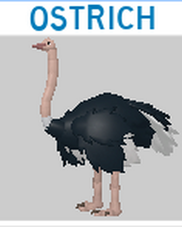 Ostrich Roblox Feather Family Wiki Fandom - ostrich roblox feather family wiki roblox crowd cheering Ostrich Roblox Feather Family Wiki Fandom - roblox crowd cheering