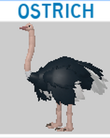 Ostrich Roblox Feather Family Wiki Fandom - ostrich roblox