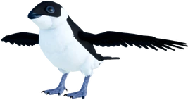 Adult