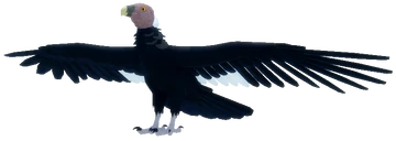 Vulture | Feather Family Wiki | Fandom