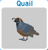 Quail, Feather Family Wiki