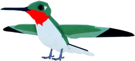 Adult
