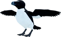 AukAdultRAZORBILL