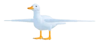 DuckAdultPEKINMALLARD