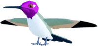 HummingbirdAdultRUBYTHROATEDRPRCosta’s