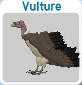 Vulture | Feather Family Wiki | Fandom
