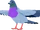 Pigeon