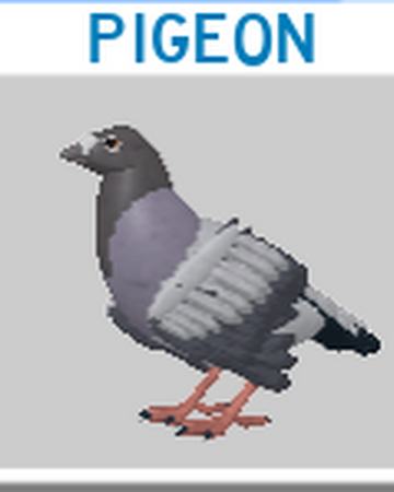 Pigeon Roblox Feather Family Wiki Fandom - rock fam t shirt roblox