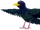 Starling
