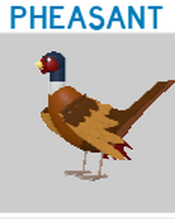 Pheasant Roblox Feather Family Wiki Fandom - feather family roblox pelagornis