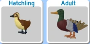 Duck's life stages.