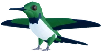 HummingbirdFemaleRACKETTAILRPRRufous