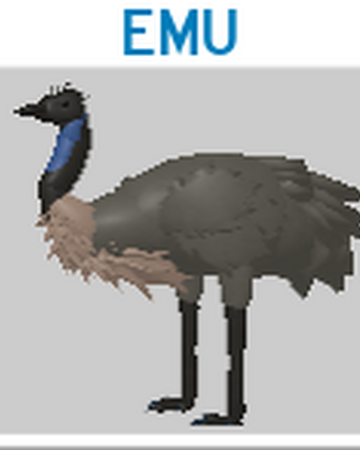 Emu Roblox Feather Family Wiki Fandom - feather family cassowary roblox