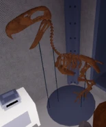 Kelenken's skeleton model in the lab.