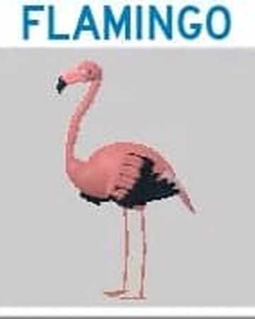 Flamingo Roblox Feather Family Wiki Fandom - flamingo egg roblox