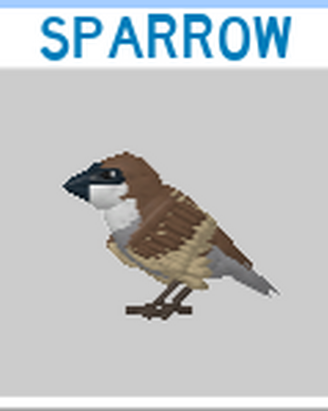 Sparrow Roblox Feather Family Wiki Fandom - the bird says wiki roblox fandom powered by wikia