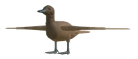 DuckAdultKHAKICAMPBELLMALLARD