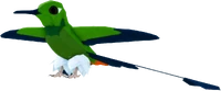 HummingbirdMaleRACKETTAIL