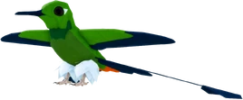 Male