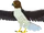 Hawk