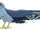 Cuckoo