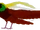 Bird of Paradise