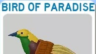 Discuss Everything About Roblox Feather Family Wiki Fandom - roblox feather family bird of paradise