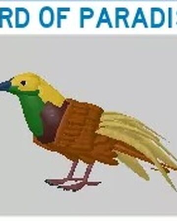 Bird Of Paradise Roblox Feather Family Wiki Fandom - the bird says roblox