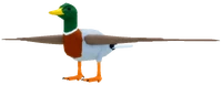 DuckAdultMALLARD