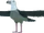 Petrel