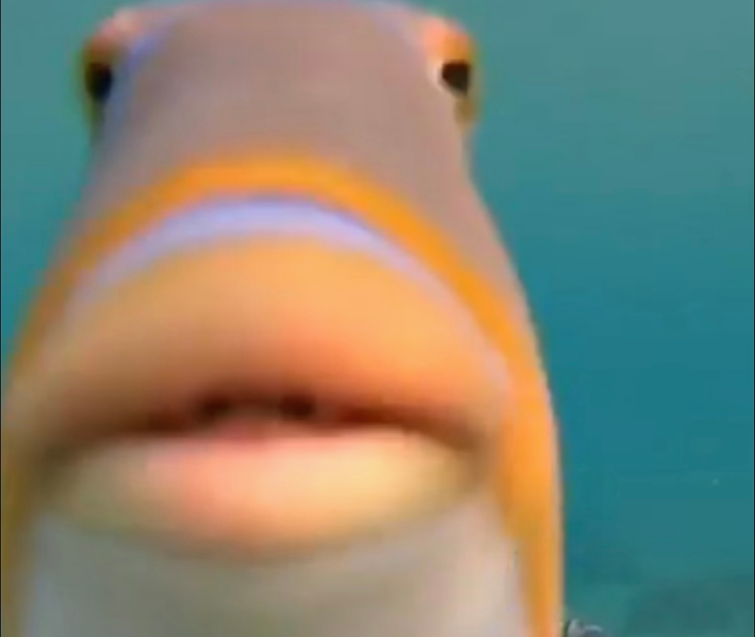 Fish roblox goofy runners wiki fandom