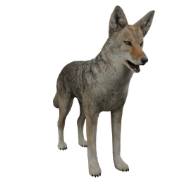 Coyote Hunting Season Wiki Fandom
