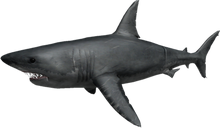 Roblox Shark Bite Wiki Fandom - play shark attack roblox